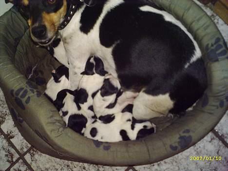 Jack russell terrier Pjævs billede 11