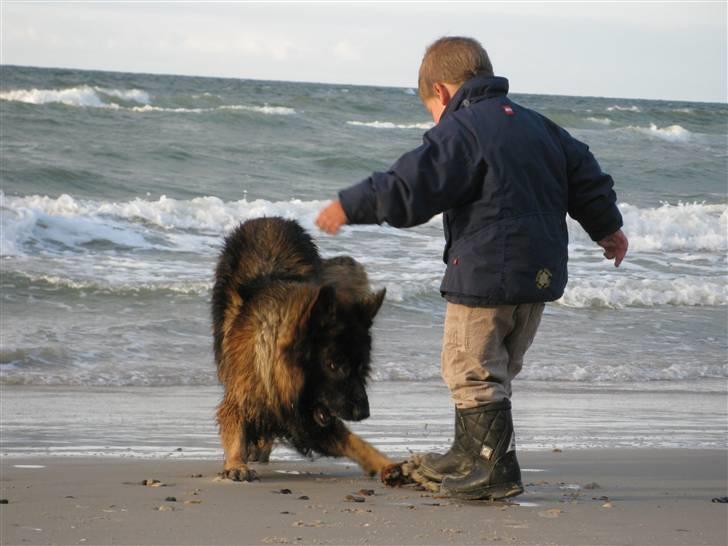Schæferhund Haweto Natja   - Natja og min fætter ved havet. billede 11
