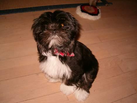 Lhasa apso Cheri - Nu sidder jeg da pænt billede 2