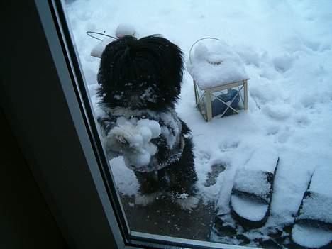 Lhasa apso Cheri - Er jeg ikke fin med mine snebolde billede 3