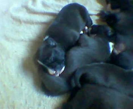 Amerikansk staffordshire terrier ..OZZY.. - Ozzy 2 uger sover til middag,, billede 4