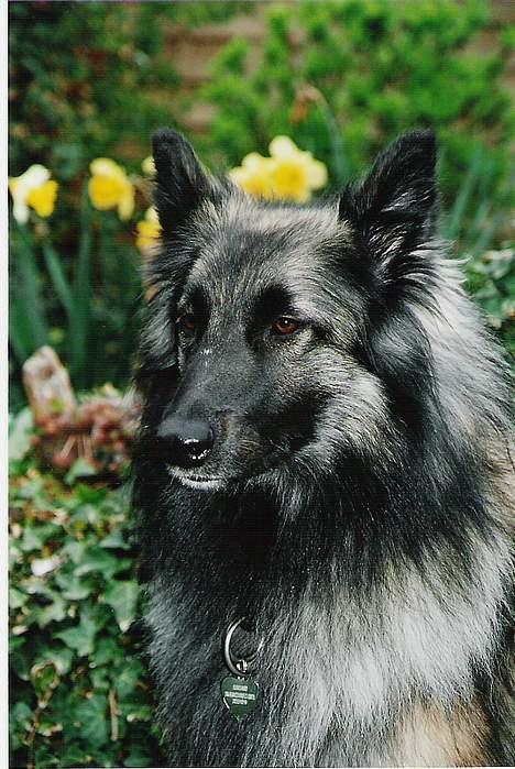 Tervueren Gabriella  billede 4