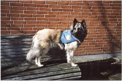 Tervueren Gabriella  billede 7