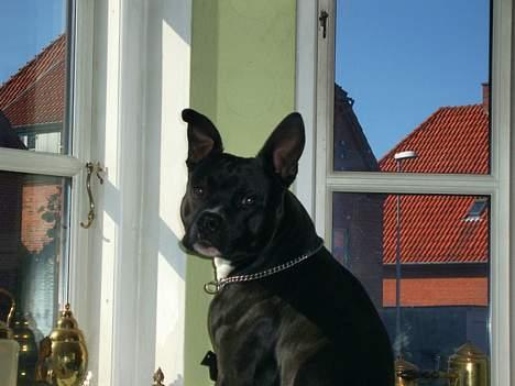 Amerikansk staffordshire terrier ..OZZY.. - ,,OZZY holder udkik, billede 5