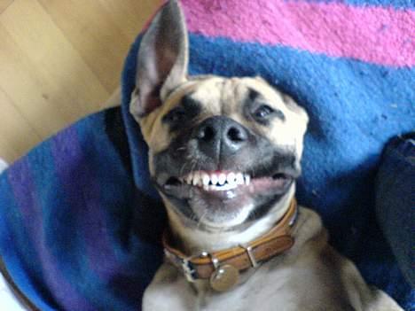 Amerikansk staffordshire terrier Bella - ka´ i se , de er lige blevet børstet  billede 10