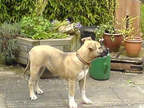 Amerikansk staffordshire terrier Bella billede 11