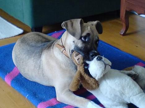 Amerikansk staffordshire terrier Bella - jammen far den har lige bidt mig , hvorfor må jeg så ikke bide den ? billede 12