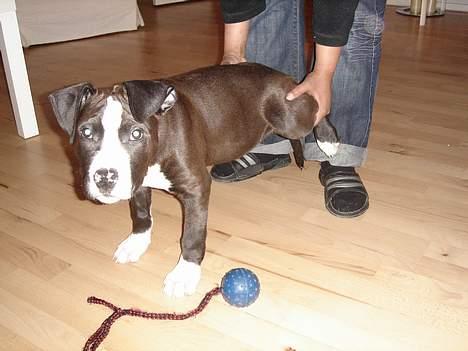 Amerikansk staffordshire terrier Kenzo billede 6