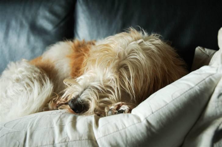 Petit basset griffon wendéen Felix - 3. oktober 2009 billede 14