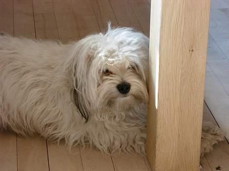 Løwchen Freja - Tjaaa.... Så ligger jeg her og nyder livet. :o) billede 17