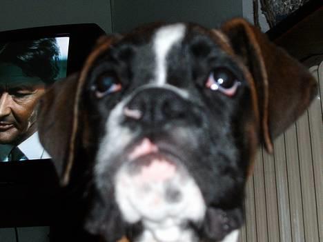 Boxer Qato billede 15