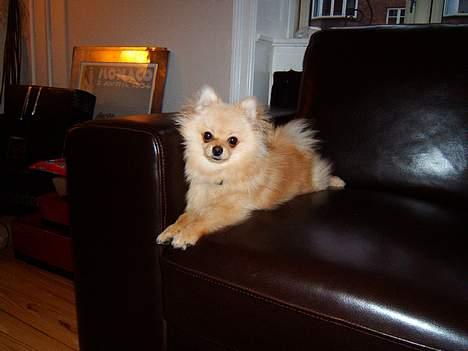 Pomeranian Django - han klær´ jo sofa´en  meget godt!:0) billede 1