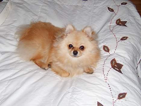 Pomeranian Django - nyder mor og far´s seng billede 2