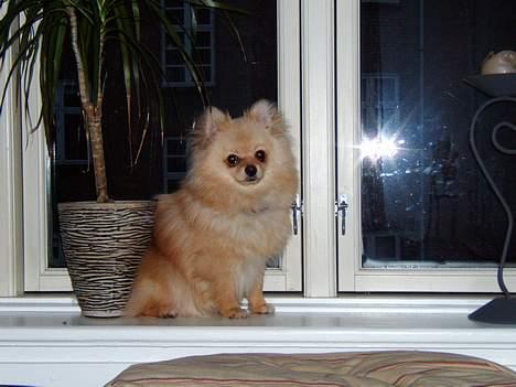 Pomeranian Django billede 3
