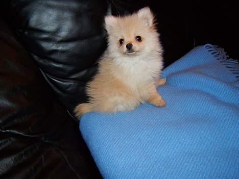 Pomeranian Django - Første aften efter vi har hentet ham. billede 5