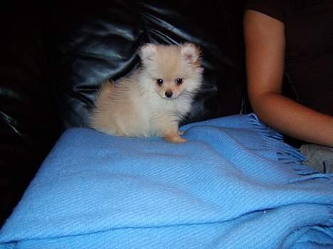 Pomeranian Django billede 6