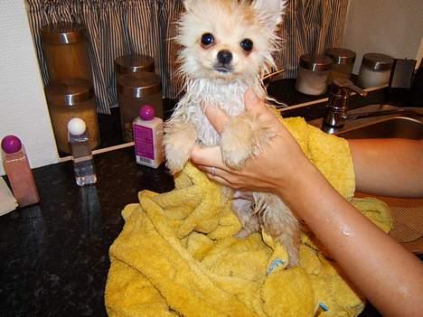 Pomeranian Django - en af django´s mange bade. lille pus.. billede 7