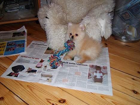 Pomeranian Django - første aften sammen med django efter et pr. timer. stort gå på mod! billede 8