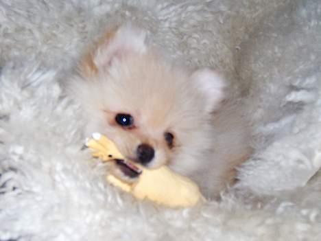 Pomeranian Django billede 10