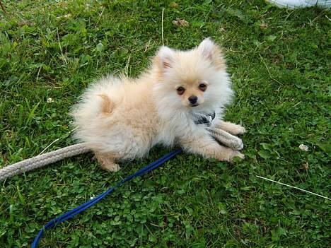 Pomeranian Django - En tur i stalden billede 11