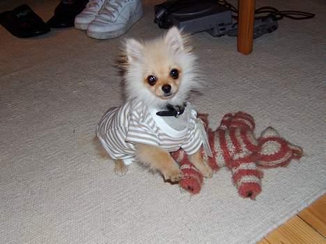 Pomeranian Django - Django i pels skift, og med sin fine bluse på..*g* billede 12