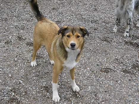 Blanding af racer Julle billede 10