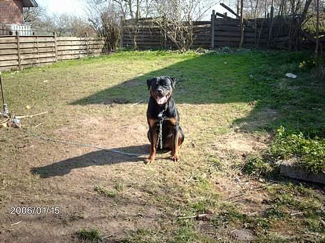Rottweiler Asterix billede 13