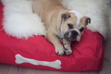 Engelsk bulldog Lucy (født Sally) - UUHHHH det er dejligt med et lille lammeskind billede 3