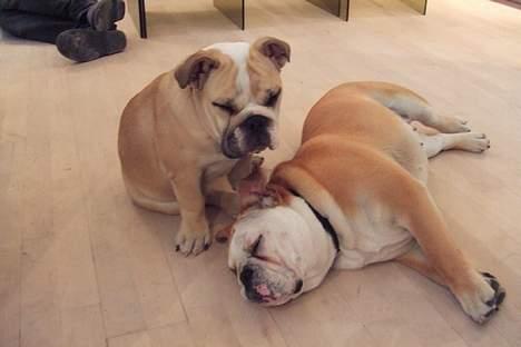 Engelsk bulldog Lucy (født Sally) - Træt efter en god gang tumlen med Malou (min bedste veninde) billede 4