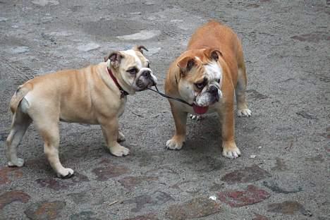 Engelsk bulldog Lucy (født Sally) - Hov var der lige noget der var mere spændende end at lege trækkeleg......... billede 5