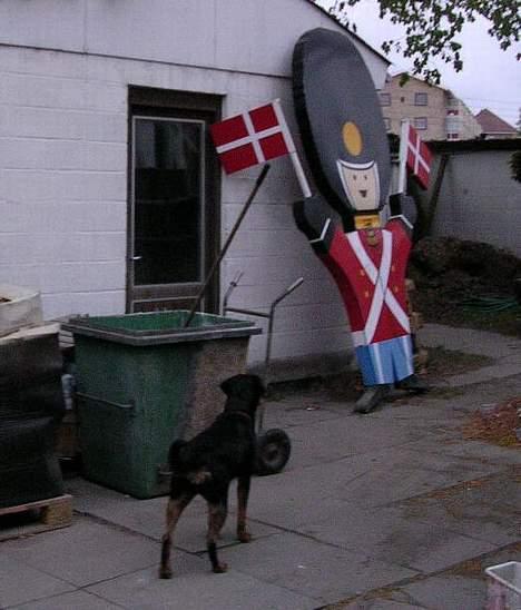 Rottweiler Bondo - Ha, du kan da bare komme an, jeg er da bare slet ikke bange for dig!!! men du er godt nok stor??? billede 5