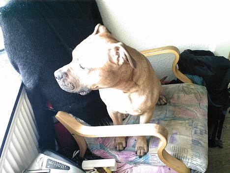 Amerikansk staffordshire terrier odin R.I.P 08/10/08 - Sidder lide og kigger ud....... billede 16