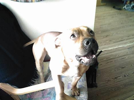 Amerikansk staffordshire terrier odin R.I.P 08/10/08 - Vuff vufff billede 17