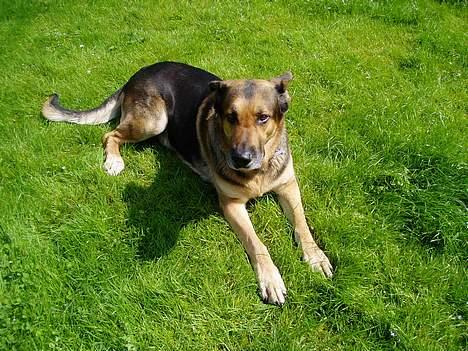 Blanding af racer Cody *DØD* billede 5