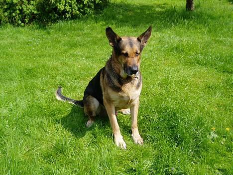 Blanding af racer Cody *DØD* billede 6