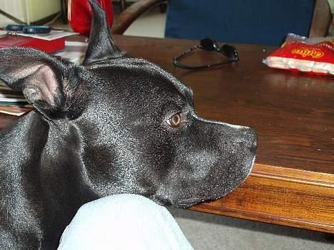 Amerikansk staffordshire terrier ..OZZY.. billede 6