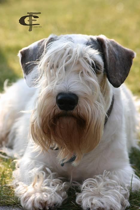 Sealyham terrier » Oskar « † - © Cabana Foto billede 18