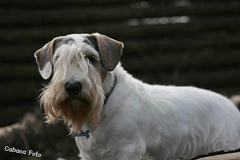 Sealyham terrier » Oskar « † - © Cabana Foto billede 19