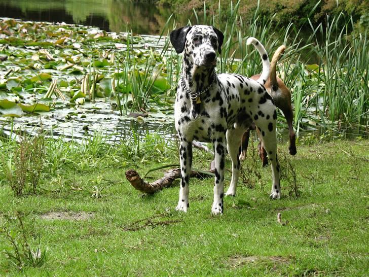 Dalmatiner Rico billede 1