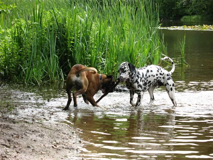 Dalmatiner Rico billede 2