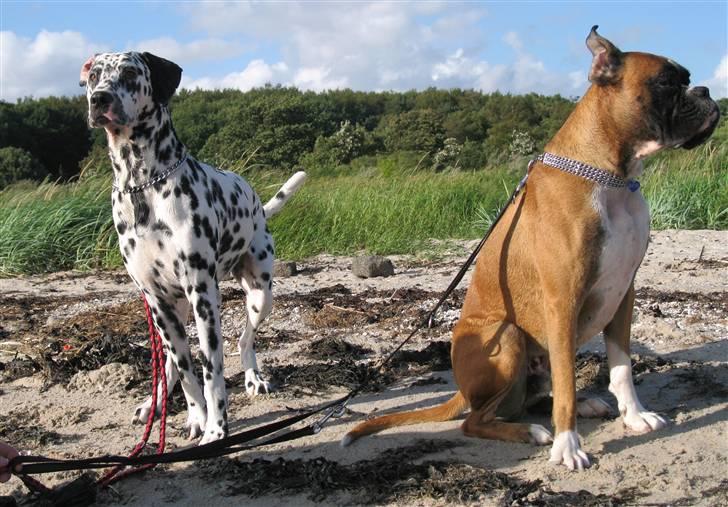 Dalmatiner Rico billede 3