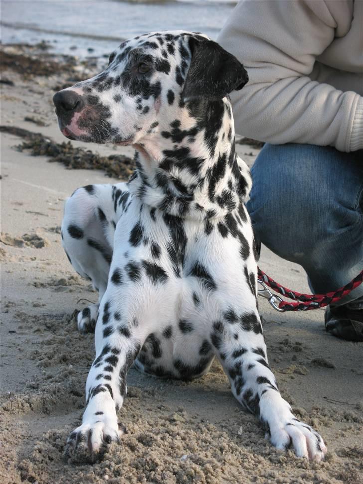 Dalmatiner Rico billede 4