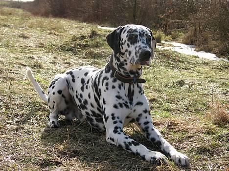 Dalmatiner Rico - Se liiige denne her pind mor, er den ikke fin ? billede 5