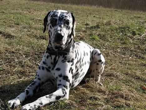 Dalmatiner Rico - Stille !! Hvad var det for en lyd ? billede 6