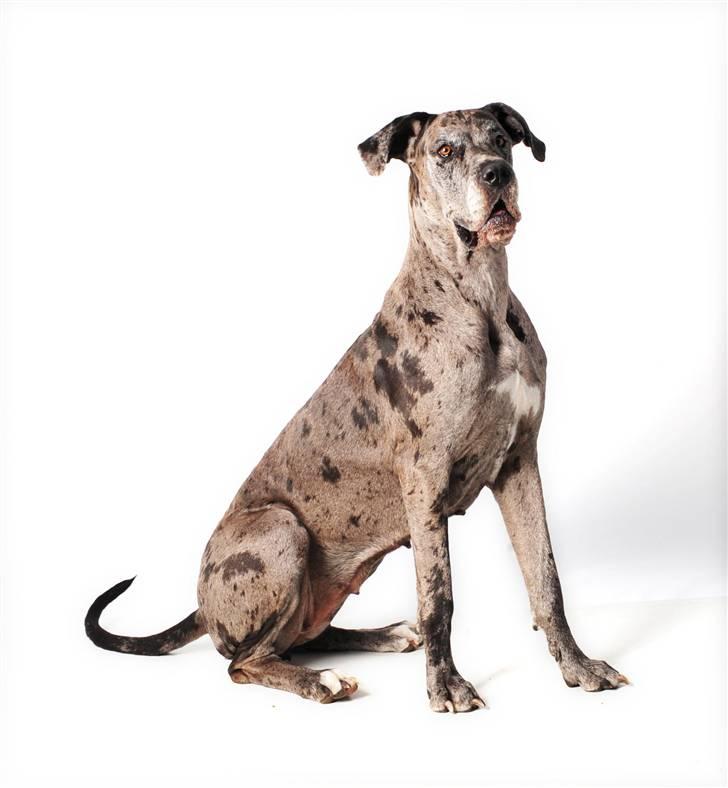 Grand danois Guffi - Velkommen til min profil, det er mig der er guffi!!  billede 1