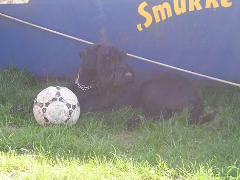 Riesenschnauzer Holli R.I.P <3 - mmm... skygge:) billede 8