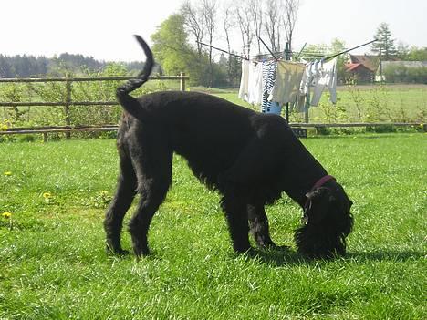 Riesenschnauzer Holli R.I.P <3 - snif snif...  billede 9