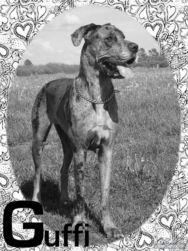 Grand danois Guffi - Smukke Guffi. billede 2