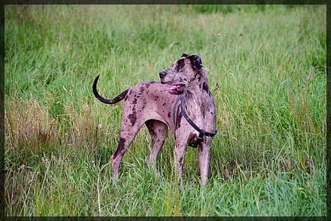 Grand danois Guffi - Guffi på marken billede 3