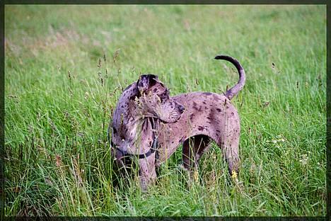 Grand danois Guffi - guffi på marken billede 4